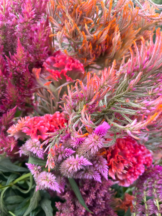 Celosia 'Coral Mix'