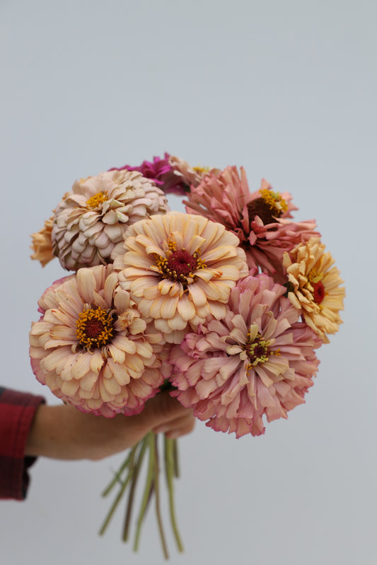 Zinnia 'Pastel Mix'